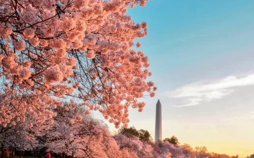 Tidal basin with Cherry Blossom trees in bloom
