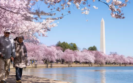 Tidal Basin in Spring
