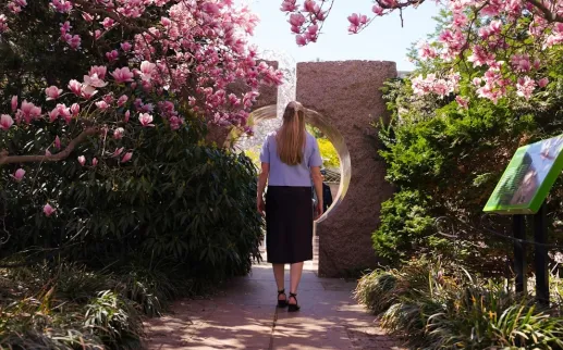 A woman walks through blooming pink magnolia trees toward a carved stone moon gate in the Enid A. Haupt Garden.
