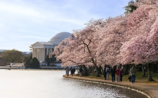 Visitors walk along the Tidal Basin framed by blooming cherry trees with the Jefferson Memorial in the background.
