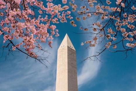 @byhopemarie - Cherry blossoms framing the Washington Monument on the National Mall during the National Cherry Blossom Festival in Washington, DC