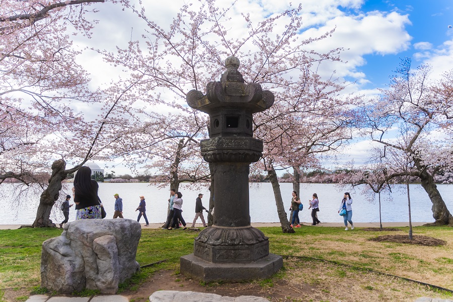 Cherry Blossoms Japanese Lantern