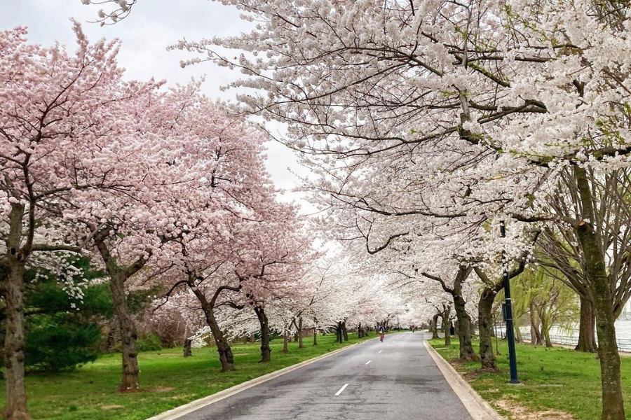 Hains Point Cherry Blossoms