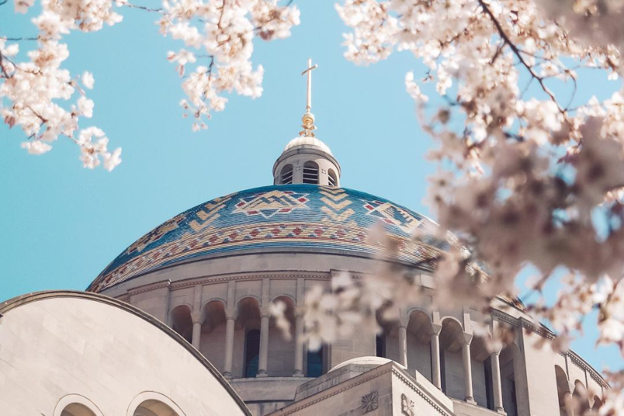Cherry Blossoms at The Basilica of the National Shrine of the Immaculate Conception