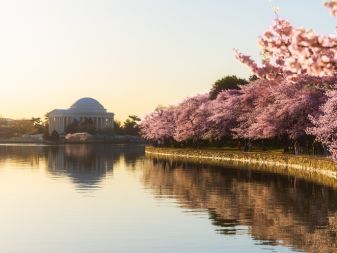 Cherry Blossoms at Tidal Basin