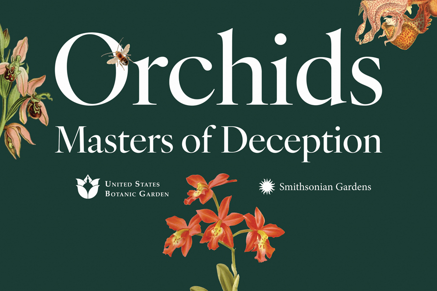 Graphic for "Orchids: Masters of Deception" exhibition by the U.S. Botanic Garden and Smithsonian Gardens.