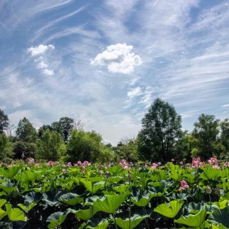 @canon_cl - Summer day at Kenilworth Aquatic Gardens - Free park in Washington, DC
