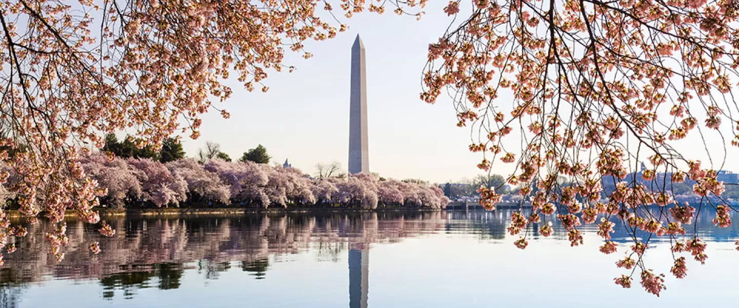 Cherry Blossoms DC Tidal Basin