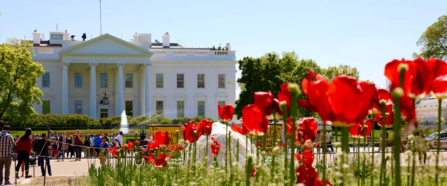 White House with Tulips in Front