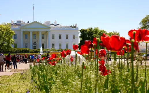 White House with Tulips in Front
