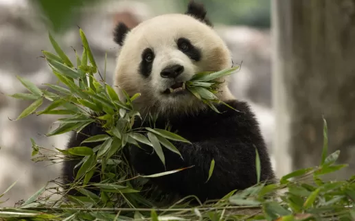 Panda at the National Zoo
