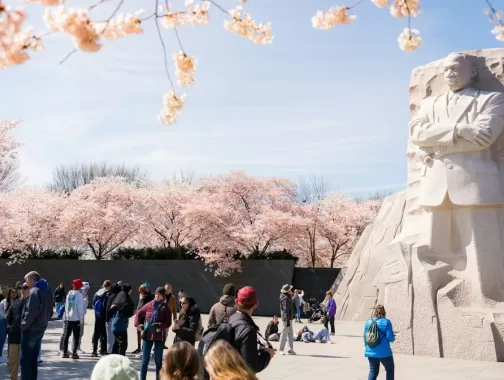Visitors admire the Martin Luther King Jr. Memorial framed by peak-bloom cherry blossoms on a bright spring day in Washington, DC.