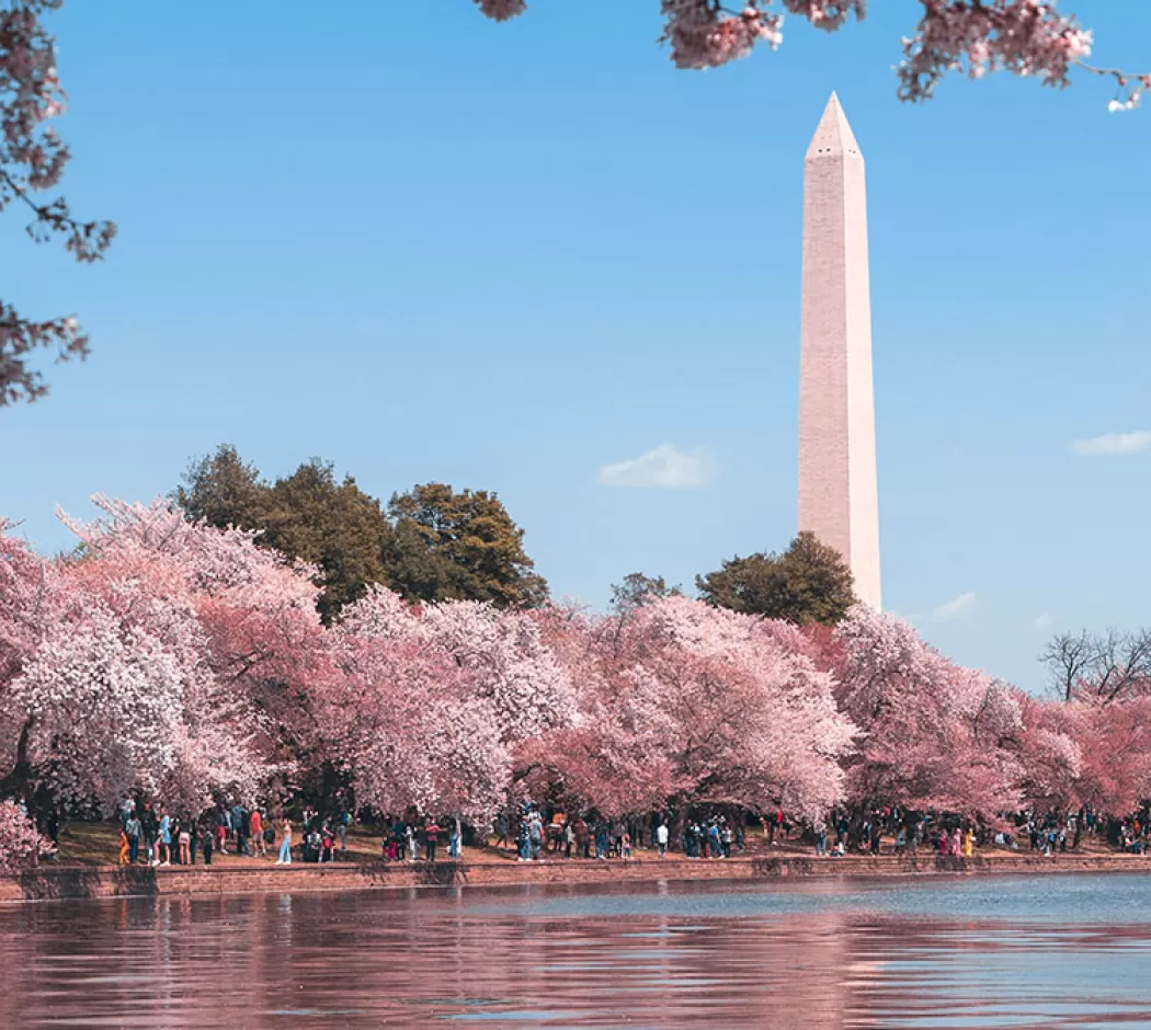 Cherry Blossoms around the Tidal Basin